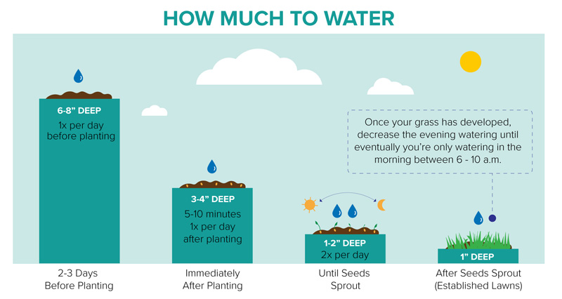 How much to water new grass seed