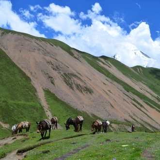 tourhub | World Tour Plan | LAYA GASA TREK 