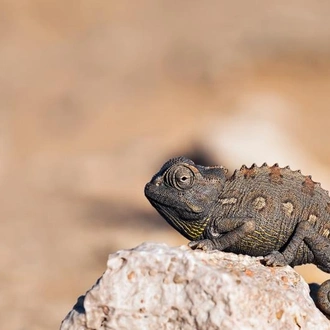 tourhub | Chameleon Safaris Namibia | 6 Day Etosha, Himba & Skeleton Coast Camping Safari 