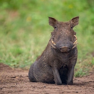 tourhub | The Mzansi Experience | 3-Day Kruger National Park Big 5 Tented Safari 