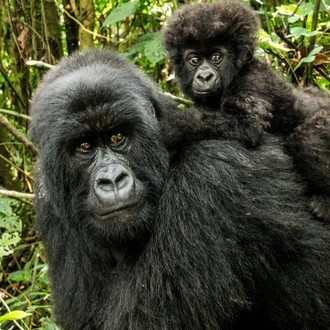 tourhub | Alaitol Safari | Rwanda & Uganda Gorilla Experience  