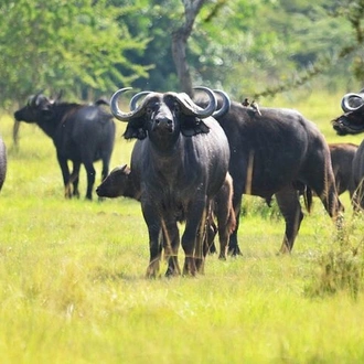 tourhub | Verdoro Safaris | 12-Day Super Luxury Wildlife Tour in Entebbe Uganda 