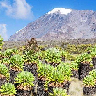 tourhub | Explore! | Kilimanjaro - Lemosho Trek + Safari Extension 