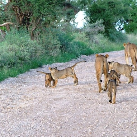 Big Five Safari