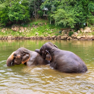 tourhub | Backpacking Tours | Volunteering with Elephants: Thailand 