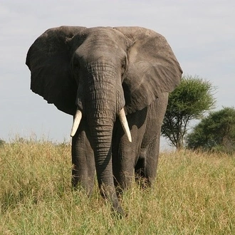 tourhub | Eddy tours and safaris | 4 Days Serengeti Migration. 