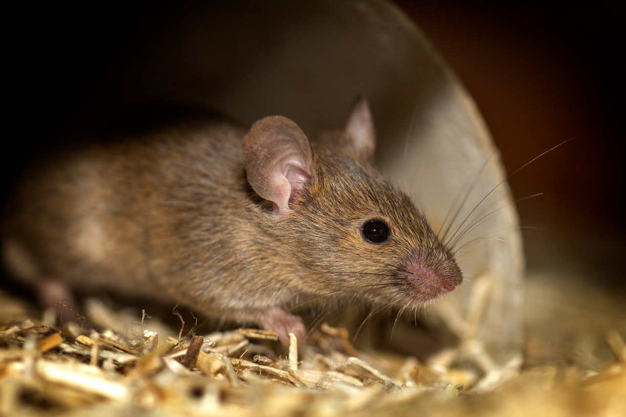 A rat in close-up view.