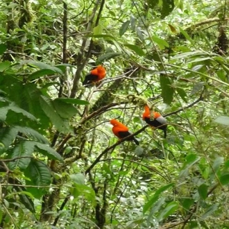 tourhub | Tangol Tours | 3-Day Manu National Park Tour from Cusco 