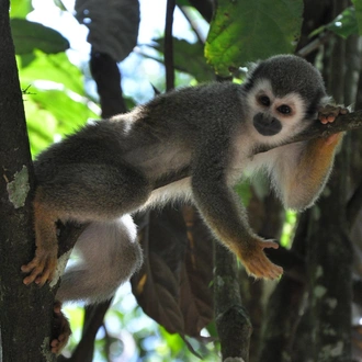 tourhub | Ecuador Galapagos Travels | Amazon Safari Experience 