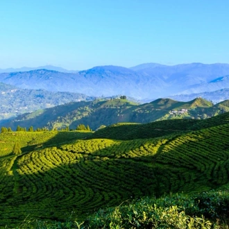 tourhub | Liberty Holidays | 3-Days Eastern Paradise Ilam Tour from Kathmandu 