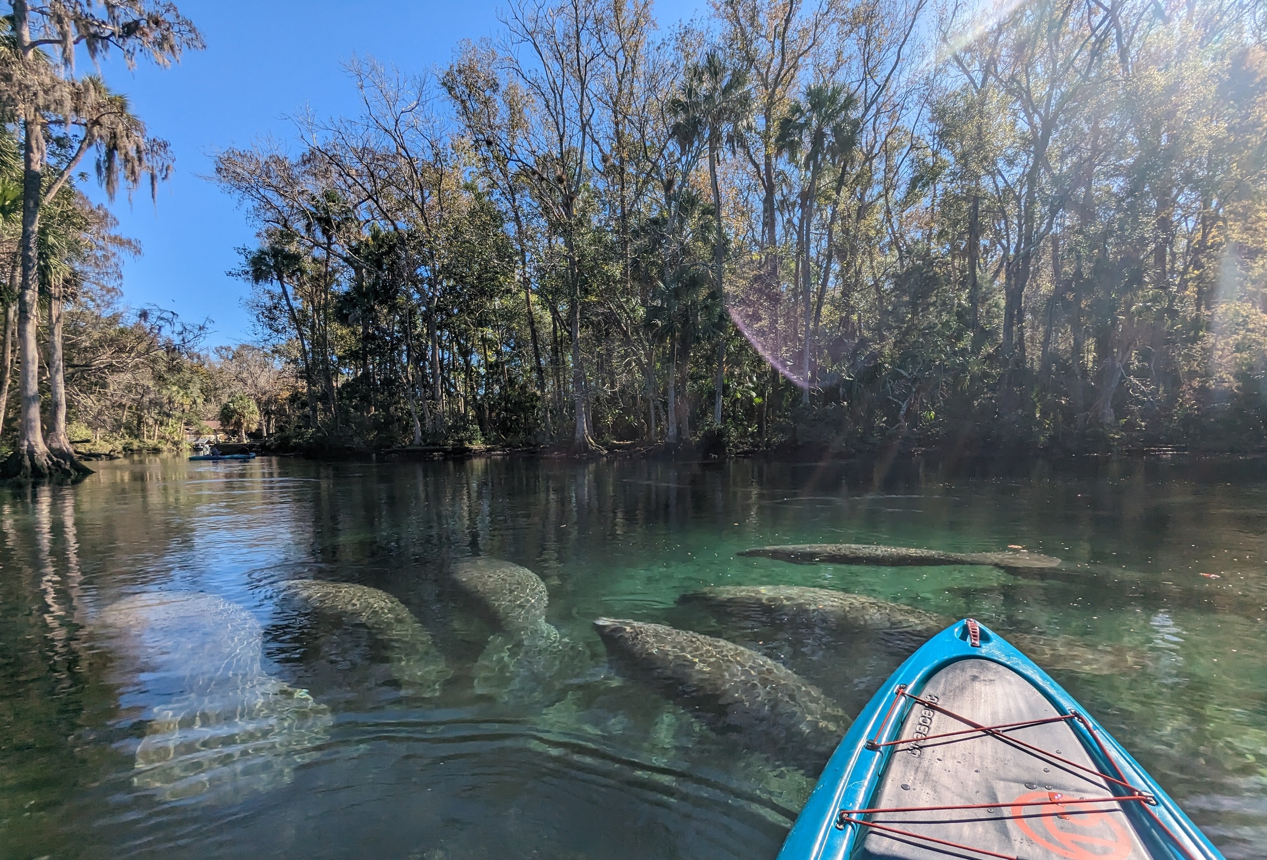 Manatee & Springs Kayak Tour