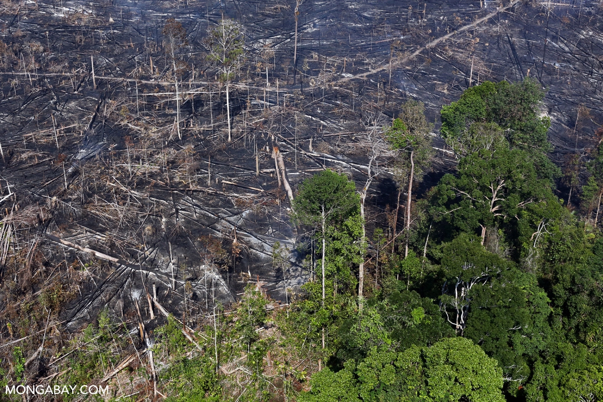 deforestation-indonesia.webp