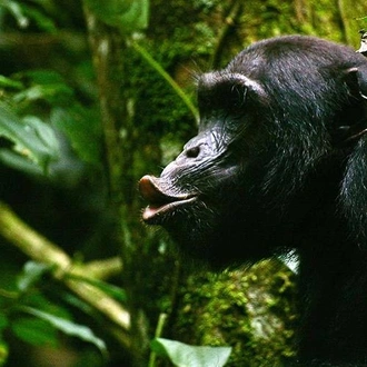 tourhub | Bamba Travel | Gorillas & Chimps Safari 7D/6N | Tour Map