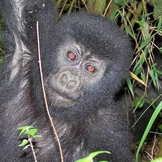 tourhub | On The Go Tours | Uganda & Gorilla Trek Express (Accommodated) - 6 days  