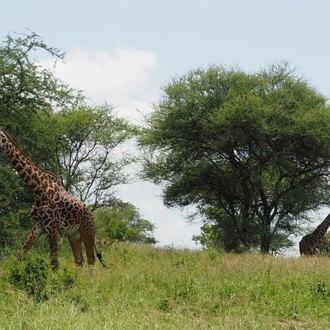 tourhub | Africa Bucket List | 4 Day Tanzania Safari 