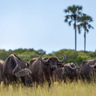 tourhub | Leviva Travel and Tours | 7-Day Tanzania Wildebeest Migration Safari Experience 