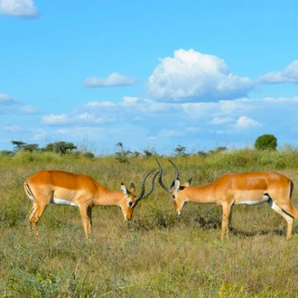 tourhub | Shepherd Holidays | Best Kenya Tour: Sunsets & Safaris, a Kenyan Tale in 5 Days  