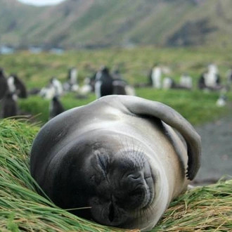 tourhub | World Expeditions | Macquarie Island Adventure - Galapagos of the Southern Ocean 