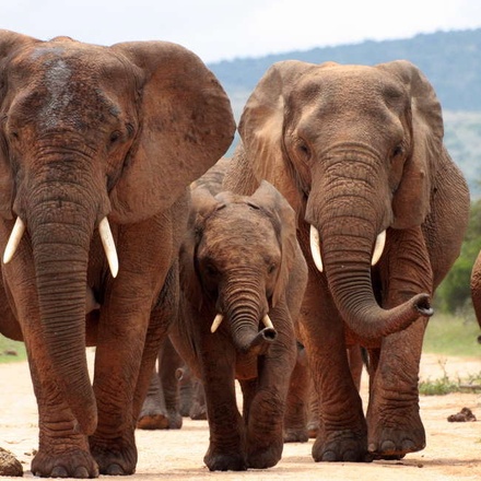 Elephants, Addo National Park