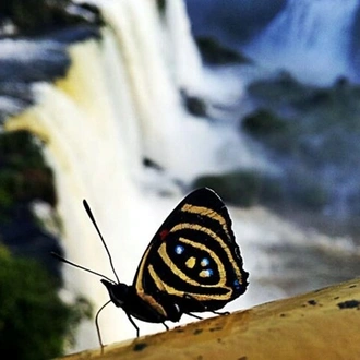 tourhub | Neumann Operadora de Receptivo | 4-Day Shared Guided Tour of Iguazu Falls 