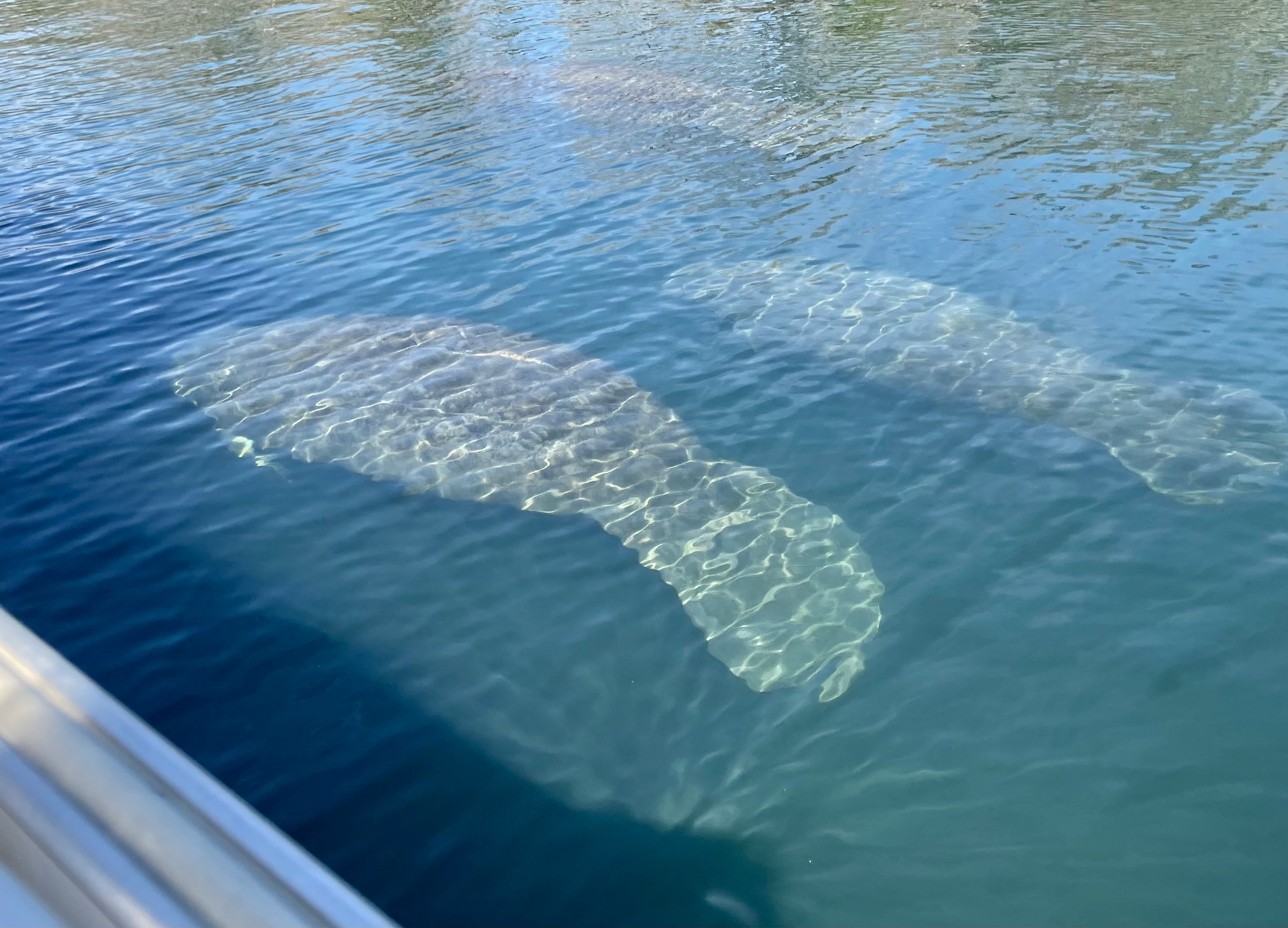 Manatee Observation Cruise