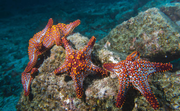 Etoiles de mer sur les récifs coralliens.