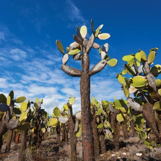 tourhub | Intrepid Travel | Galapagos Adventure: Northern Islands (Grand Daphne) 