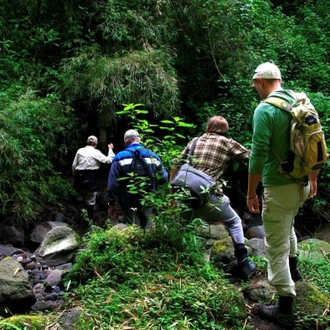 tourhub | ARP Travel Group | Gorillas Through the Mist - Gorilla Mountain View Lodge (On Request) 