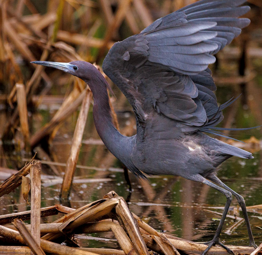 Birding Pinckney Island