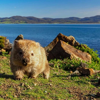 tourhub | Intrepid Travel | Walk Tasmania's East Coast 