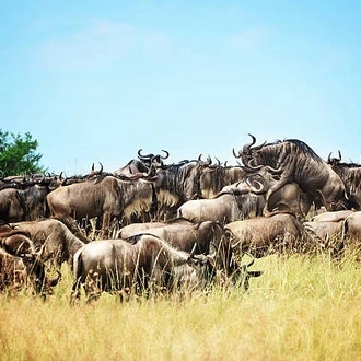 tourhub | Widerange African Safaris | 5 days Serengeti Migration safari package - Mara crossing river 2024/2025 