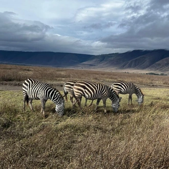 tourhub | Verdoro Safaris | 6-Days Mgahinga Gorillas, Ngorongoro, Manyara and Tarangire experience 