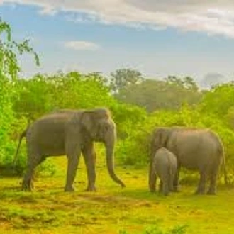 tourhub | Ceylon Travel Dream | 3 Days National Park Safari Trail  