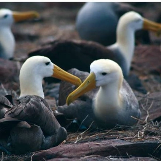 tourhub | World Expeditions | Galapagos Islands on Beluga 