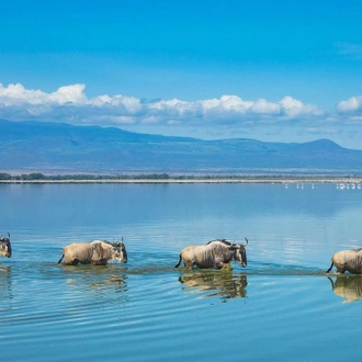 tourhub | Divulge Adventures | 3 Days 2 Nights Amboseli National Park 