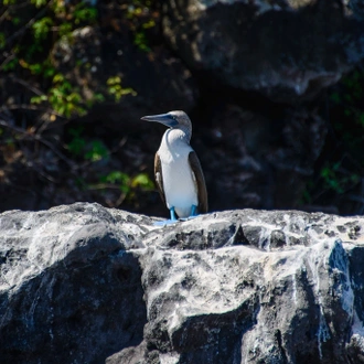 tourhub | Ecuador Galapagos Travels | 7 Days Enchanting Galapagos 