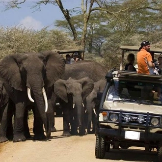 tourhub | Gracepatt Ecotours Kenya | 3-Days Tsavo West National Park Wildlife Safari From Nairobi 