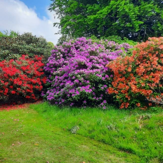 tourhub | Brightwater Holidays | Scotland: The Best Rhododendron Gardens in the World? 5190 