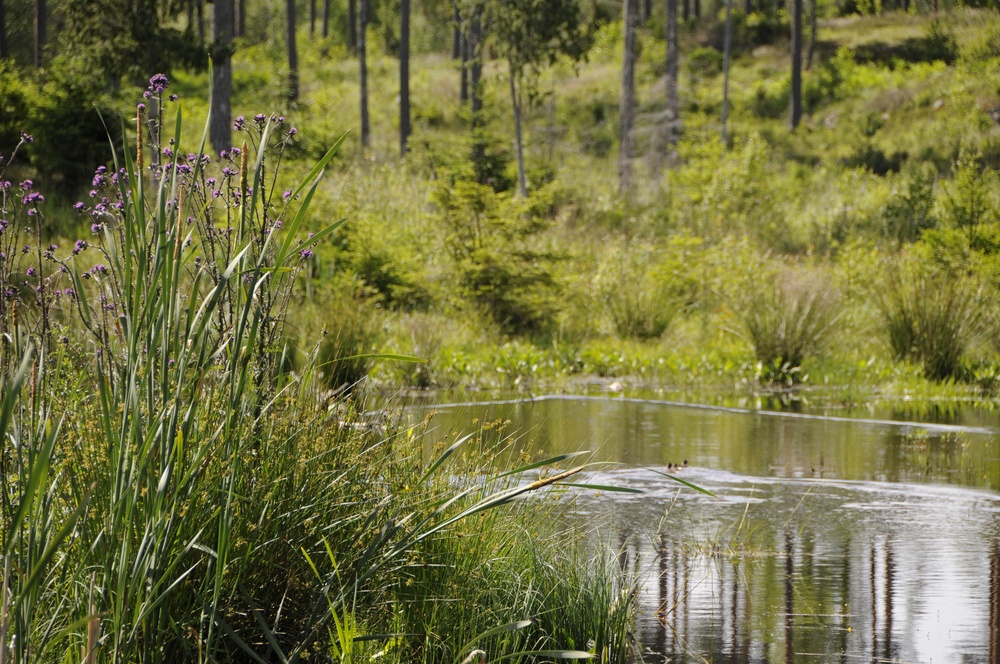 Viltvatten på Skogssällskapets fastighet Selesjö. Foto: Ulrika Lagerlöf/Skogssällskapet