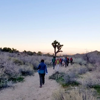 tourhub | Intrepid Travel | Hiking and Camping in Joshua Tree 