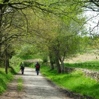 tourhub | UTracks | Camino - Sarria to Santiago Rambler 