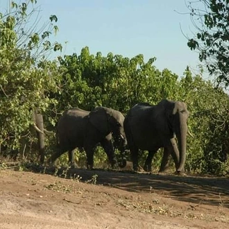 tourhub | Livingstone Lourie Safari | Chobe 2 nights 