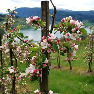 tourhub | Exodus Adventure Travels | Walking in Balestrand 