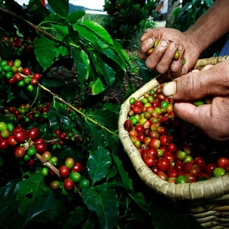 tourhub | Indus Travels | Best of Colombia and the Coffee Triangle 