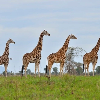 tourhub | Ecovic Tours and Travel Uganda | 03 - Days Wildlife of Murchison Falls Safari 