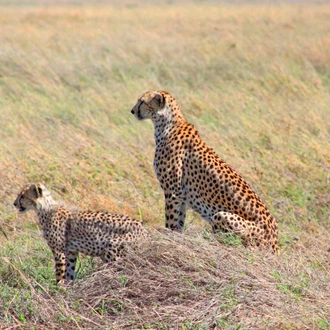 tourhub | Razan Safaris | The best 5 days Tanzania safari package 