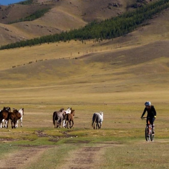 tourhub | Exodus Adventure Travels | Cycling in Mongolia - Naadam Festival 