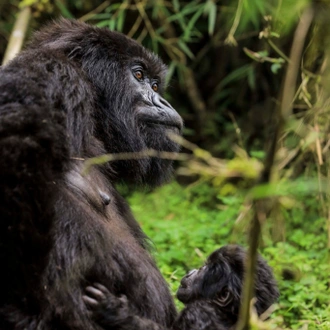 tourhub | Kawira Safaris Ltd | 8 Days Uganda Cultural, Gorilla and Wildlife Safari 