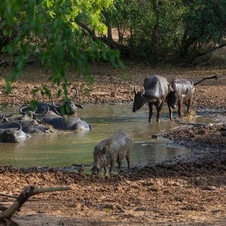 tourhub | Intrepid Travel | Sri Lanka Safari 