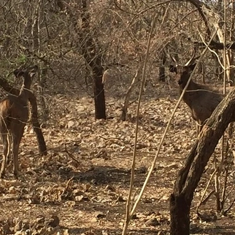 tourhub | Agora Voyages | Rajkot to Diu Temple, Lion Safari & Beach Tour in Gujarat 